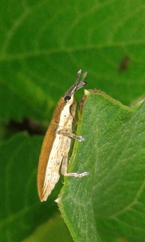 Lixus cfr. junci (Curculionidae)